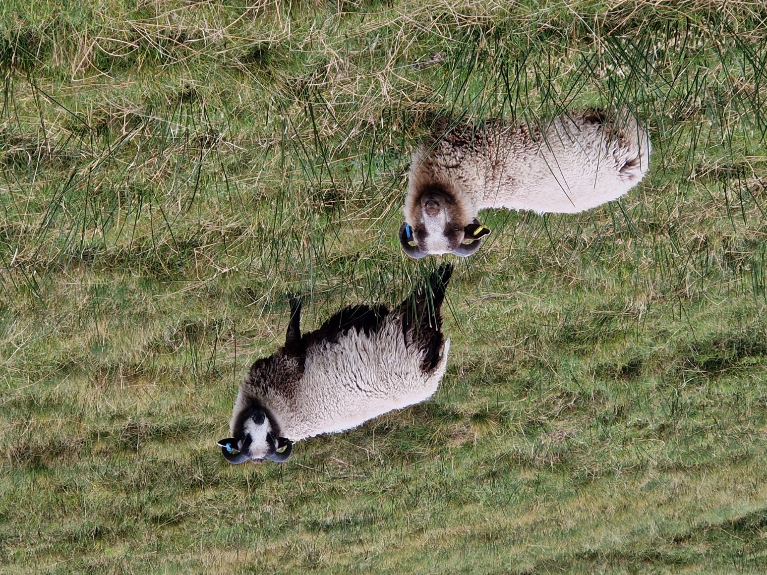 Tup lambs for sale in the West Highlands image 3