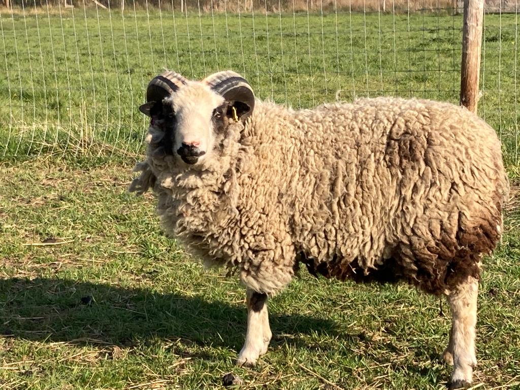 Spa Lodge pedigree shearling rams for sale image 1