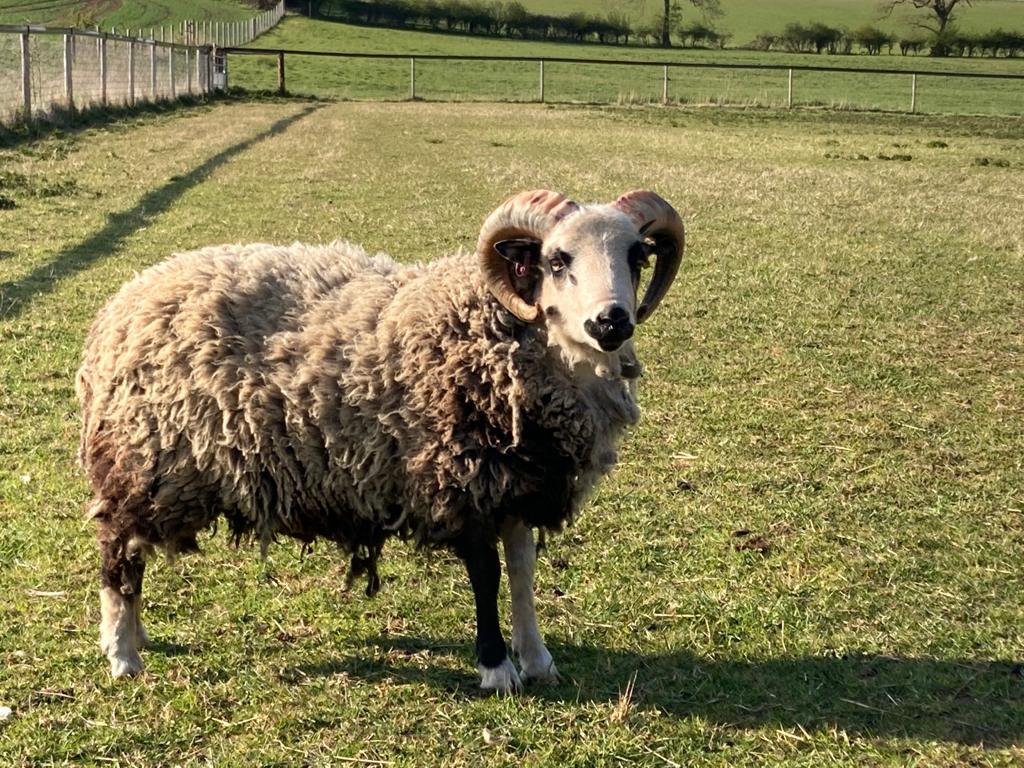 Spa Lodge pedigree shearling rams for sale image 2