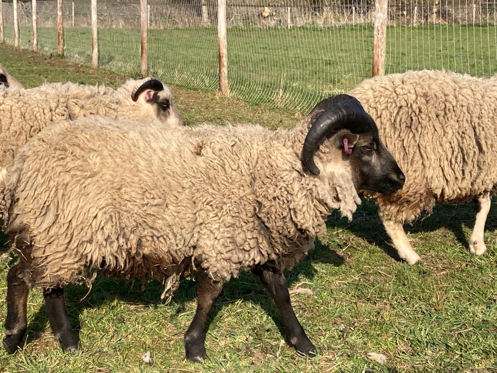 Spa Lodge pedigree shearling rams for sale image 3