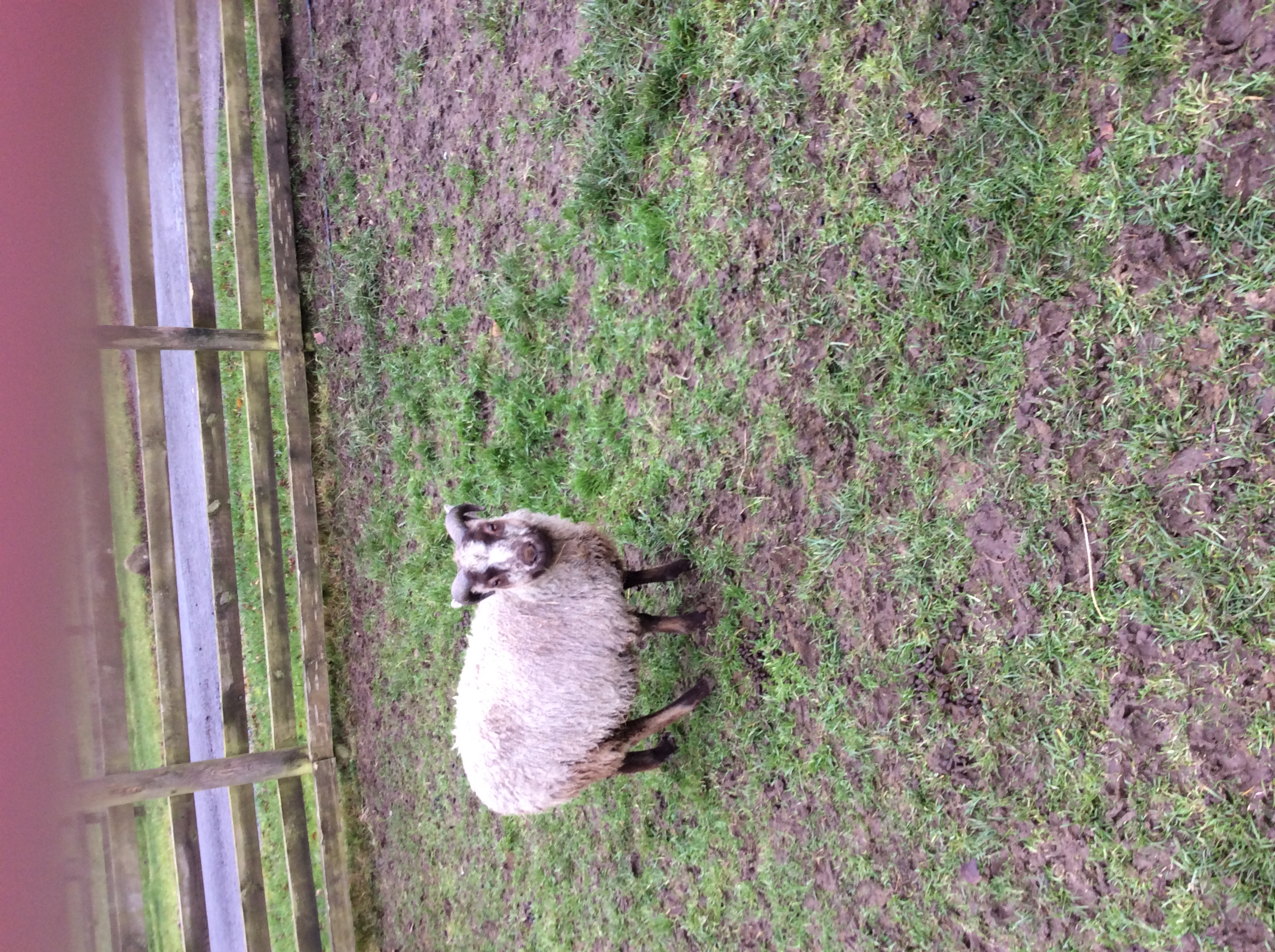 Ram lambs for sale image 1