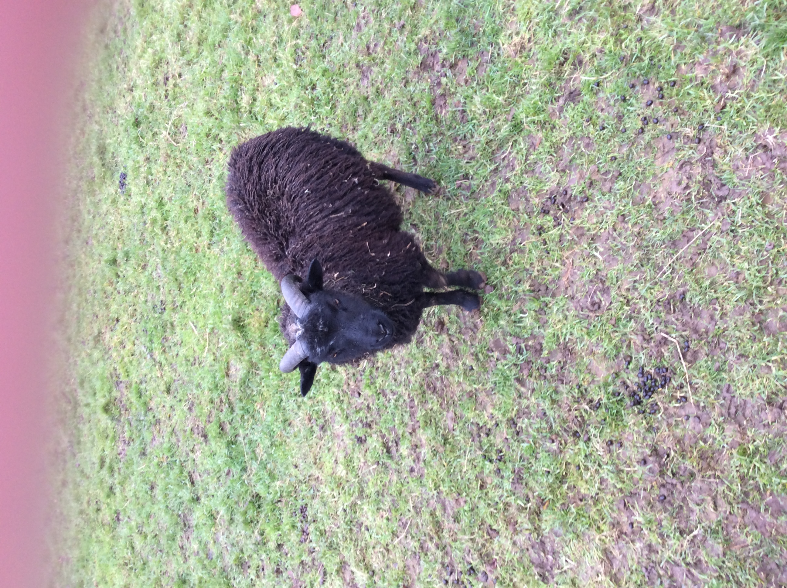 Ram lambs for sale image 2