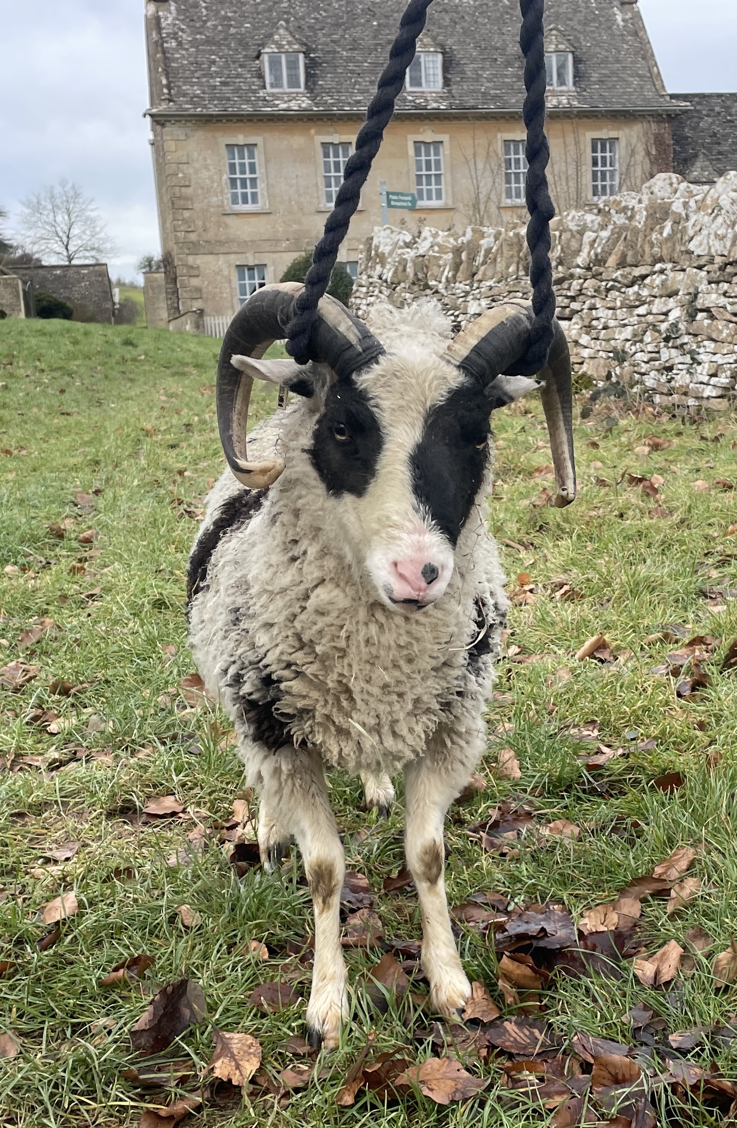 Proven Pedigree Ram for sale (rising 2 yrs old)