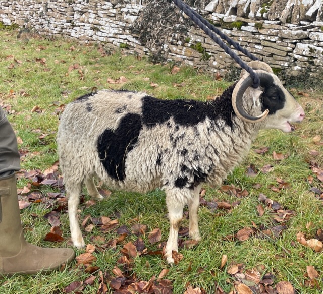 Proven Pedigree Ram for sale (rising 2 yrs old) image 2