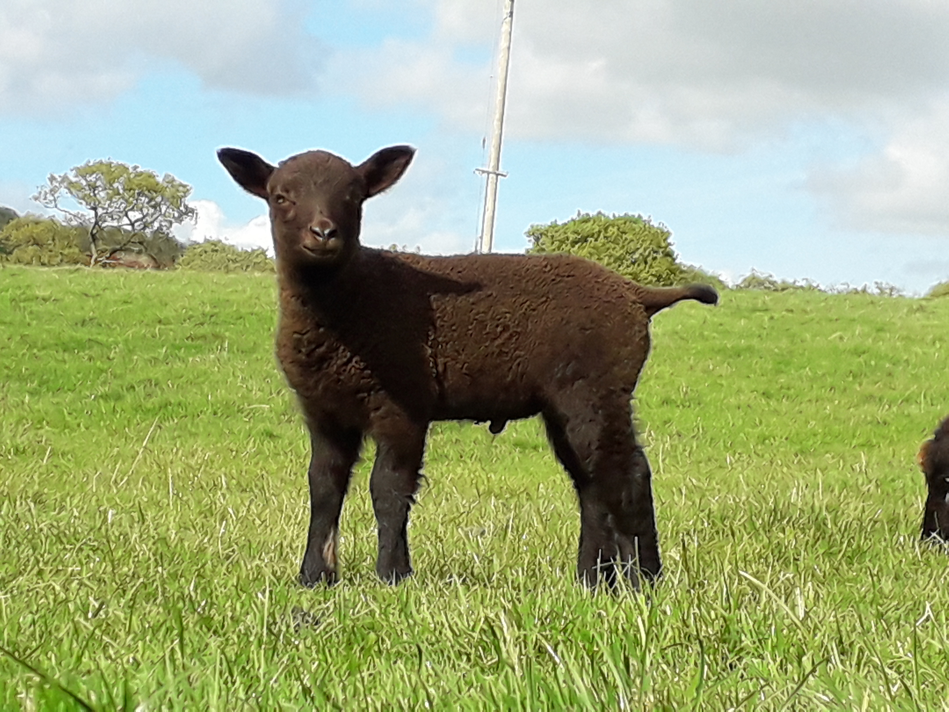 Castell Shetlands image 1