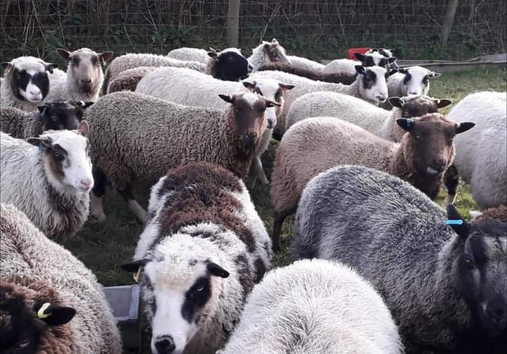 Castell Shetlands image 2