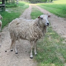 Pedigree White Shetland Shearling Ewes For Sale image 1