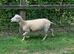 Pedigree White Shetland Shearling Ewes For Sale image 2