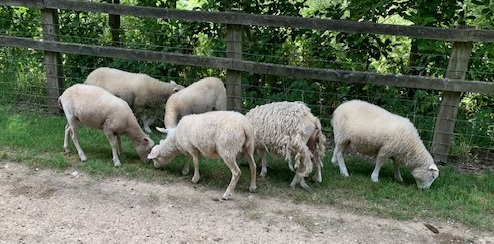 Pedigree White Shetland Shearling Ewes For Sale image 3