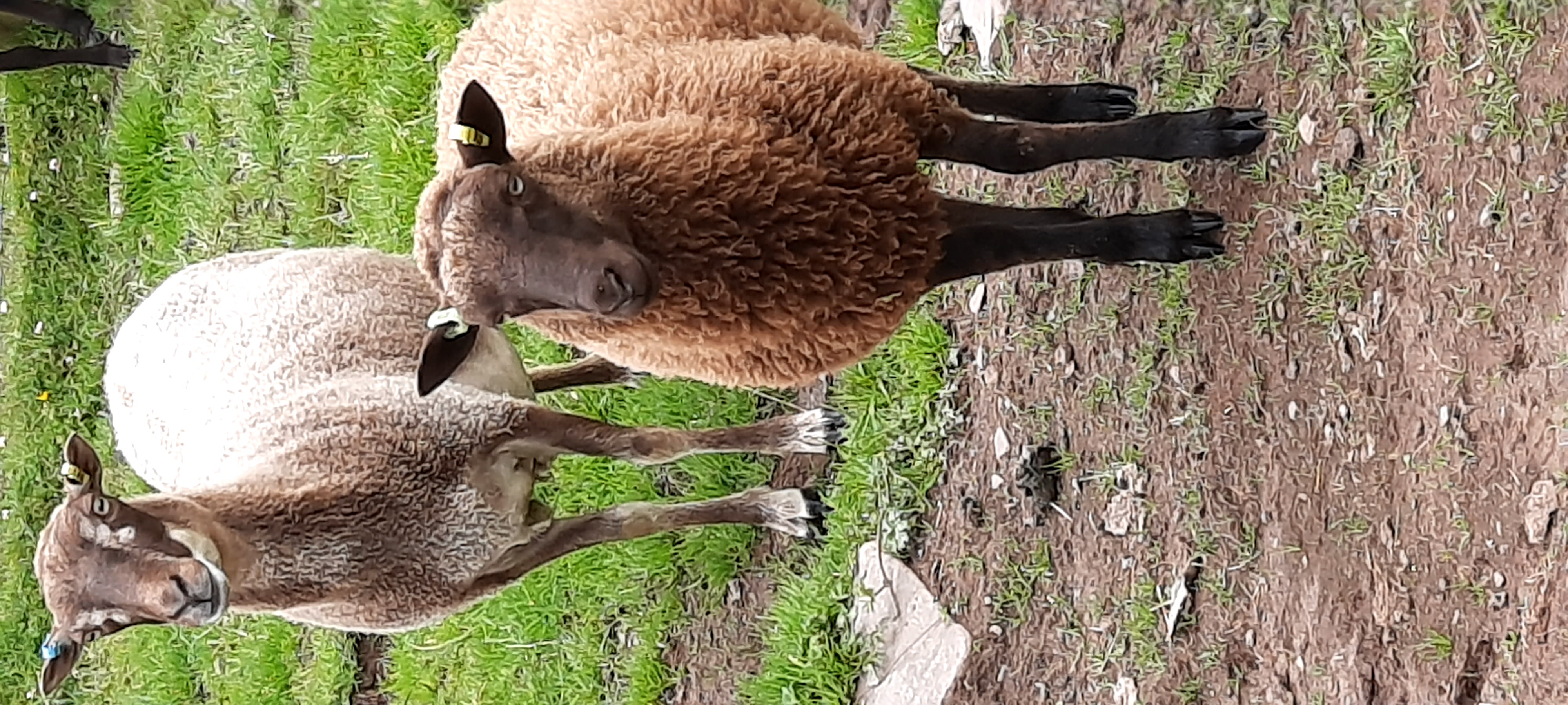 Quality ewes, ram and ewe lambs for sale image 1