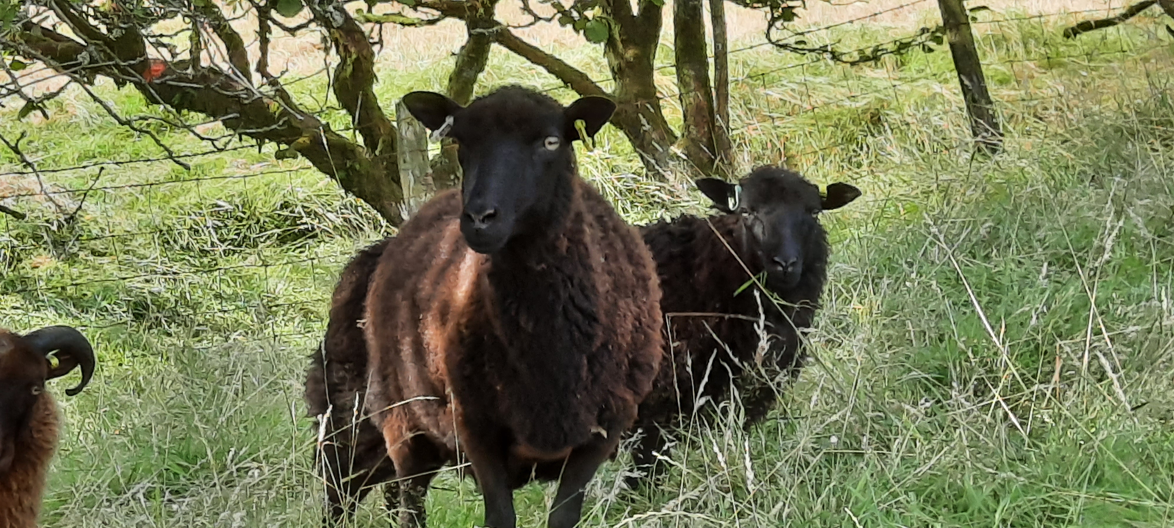 Quality ewes, ram and ewe lambs for sale image 2