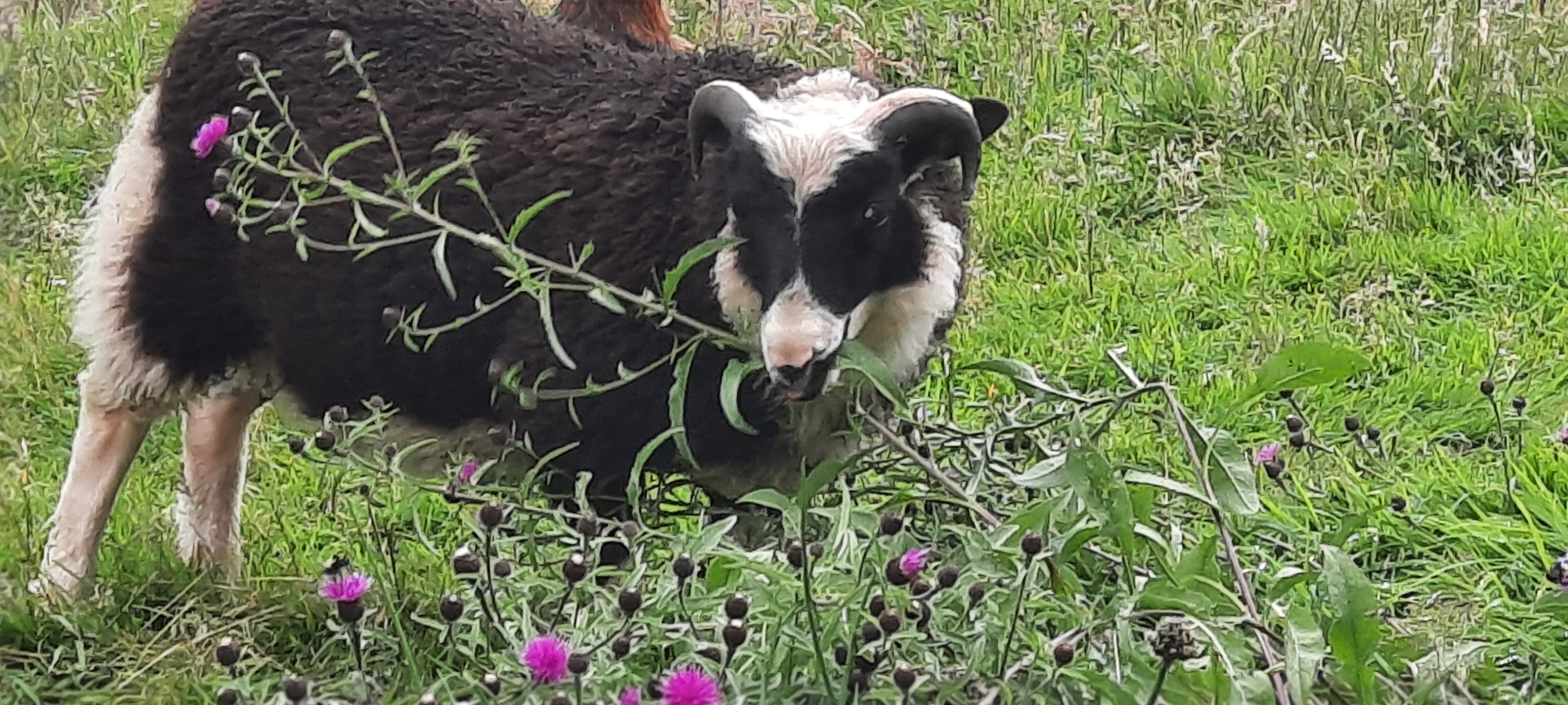 Quality ewes, ram and ewe lambs for sale image 3