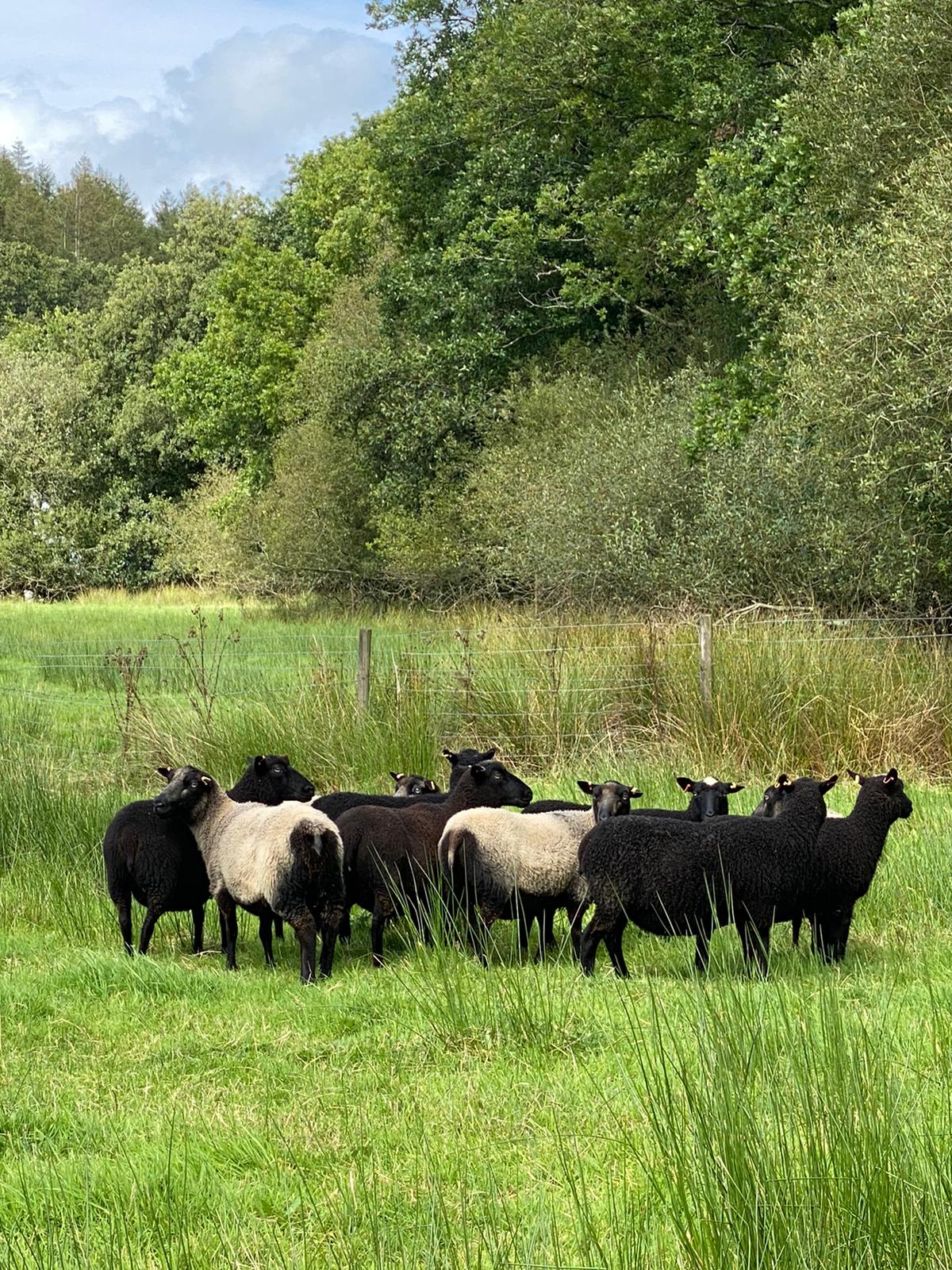 Inwardleigh & Hardicott Flock Ewes for sale ~ West Devon  NOW SOLD image 1