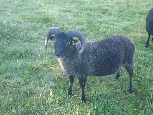 Approved Ram Black Gulmoget