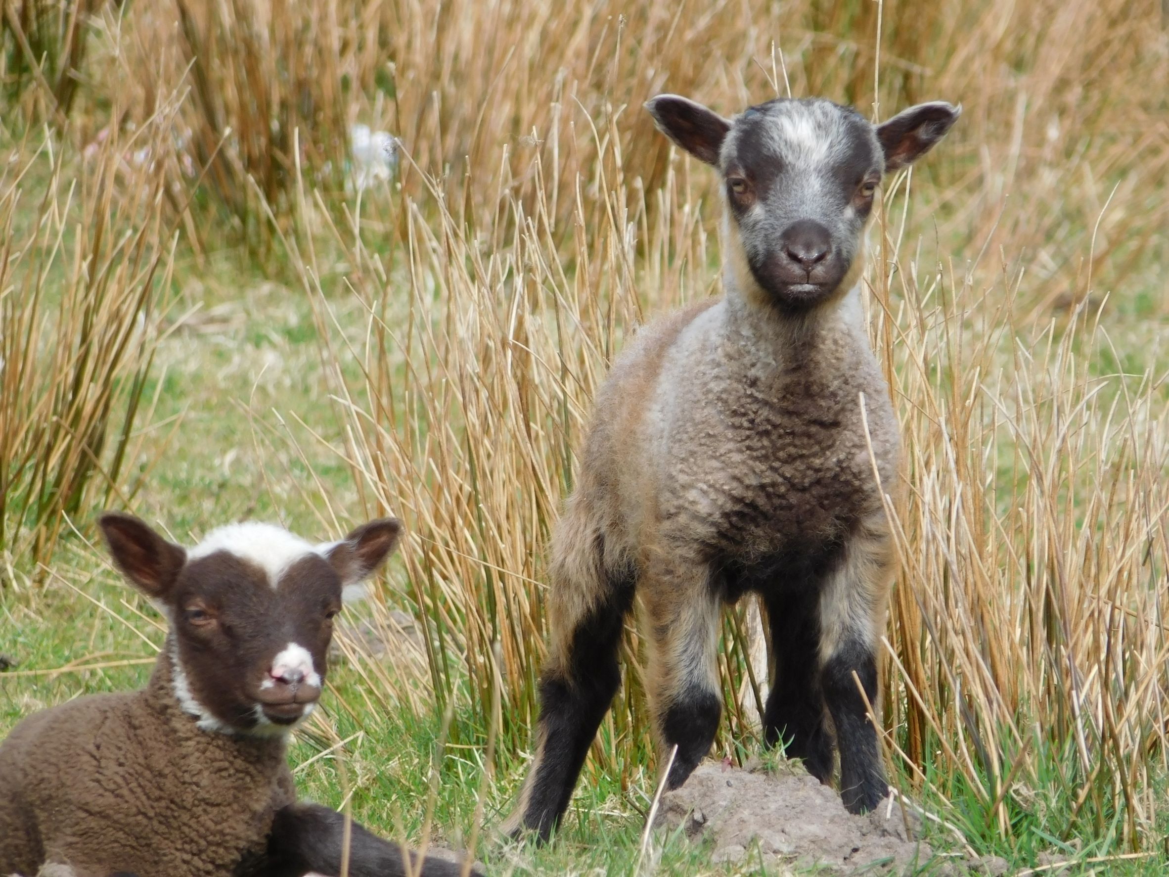 Powdermill Flock image 2