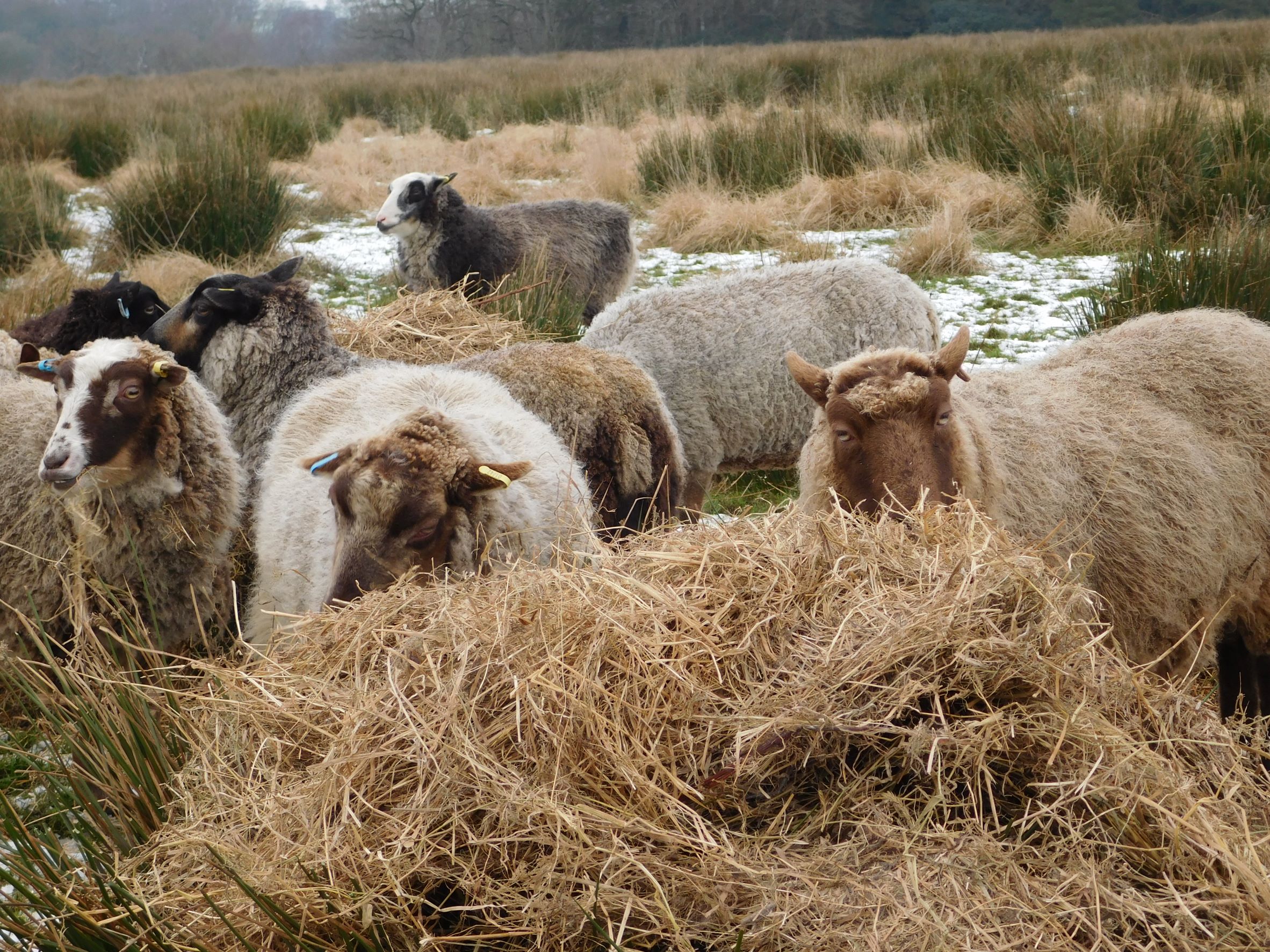 Powdermill Flock image 3