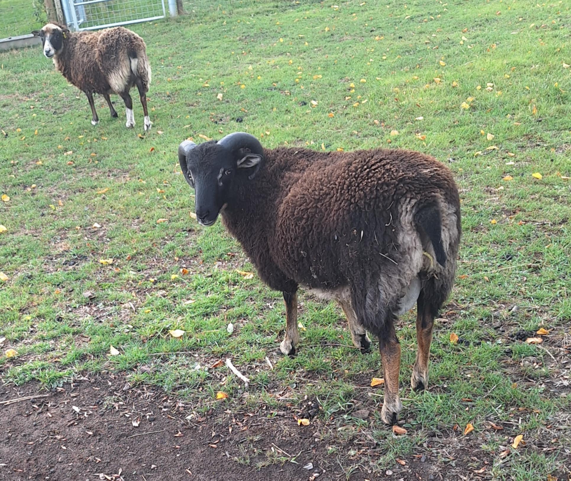 Ram Lamb Doug