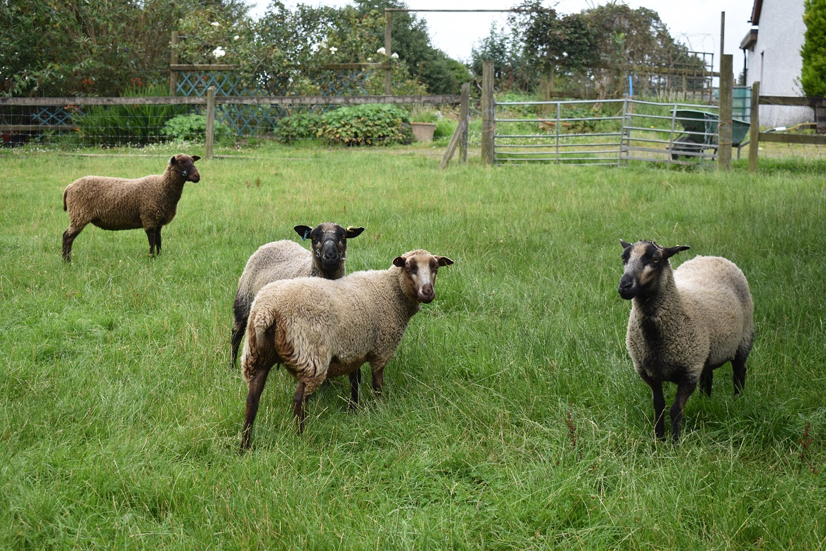 Penlon Flock -Yearling Ewes – REDUCTION SALE | Shetland Sheep Society