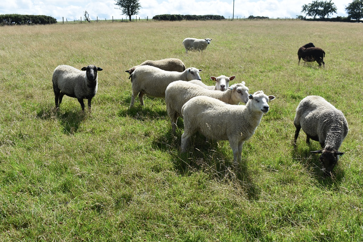 Penlon Flock -Yearling Ewes – REDUCTION SALE | Shetland Sheep Society