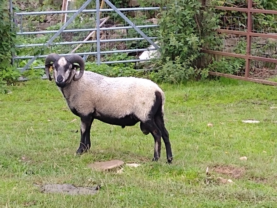 Shetland rams for sale Shetland Sheep Society
