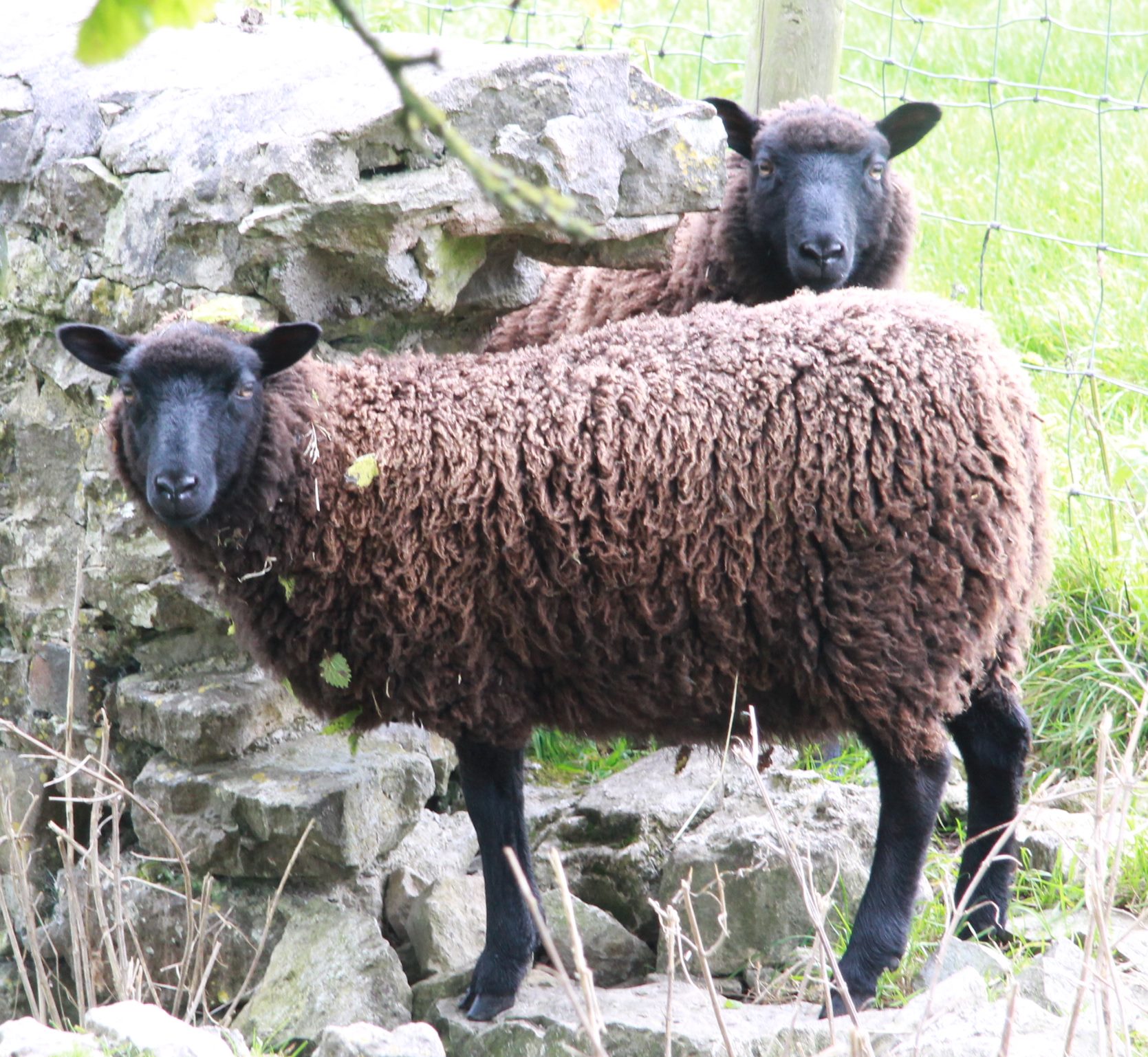 Hillend Black and Moorit yearling ewes Shetland Sheep Society