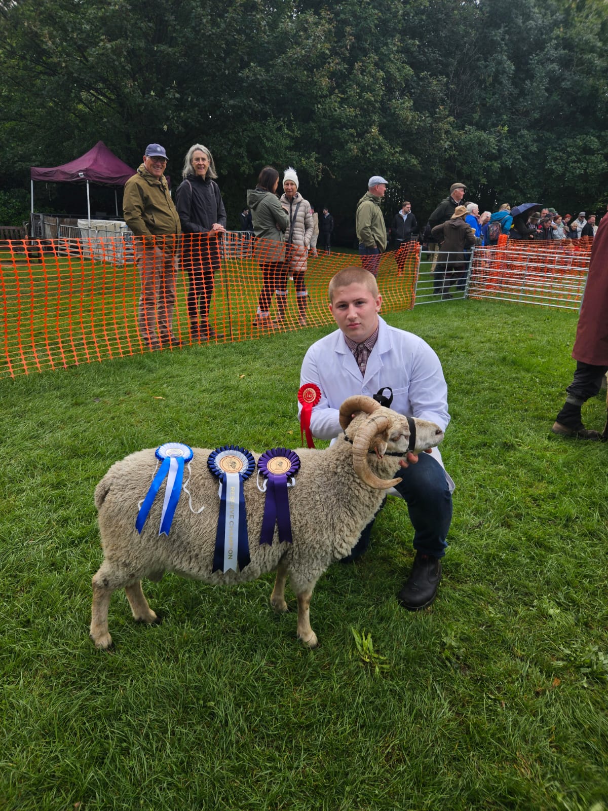 Ewe, lambs and rams for sale