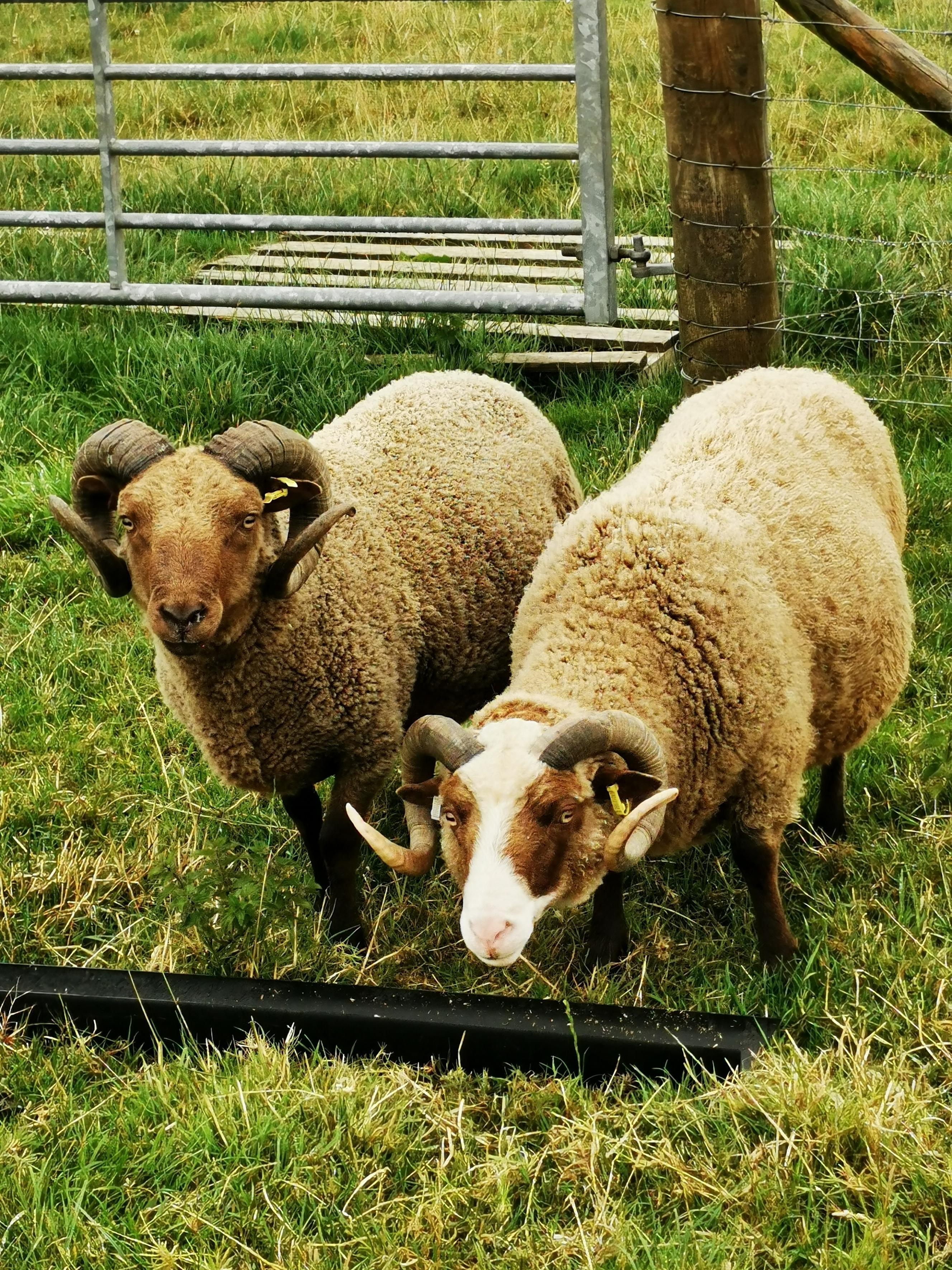 2* proven rams for sale | Shetland Sheep Society