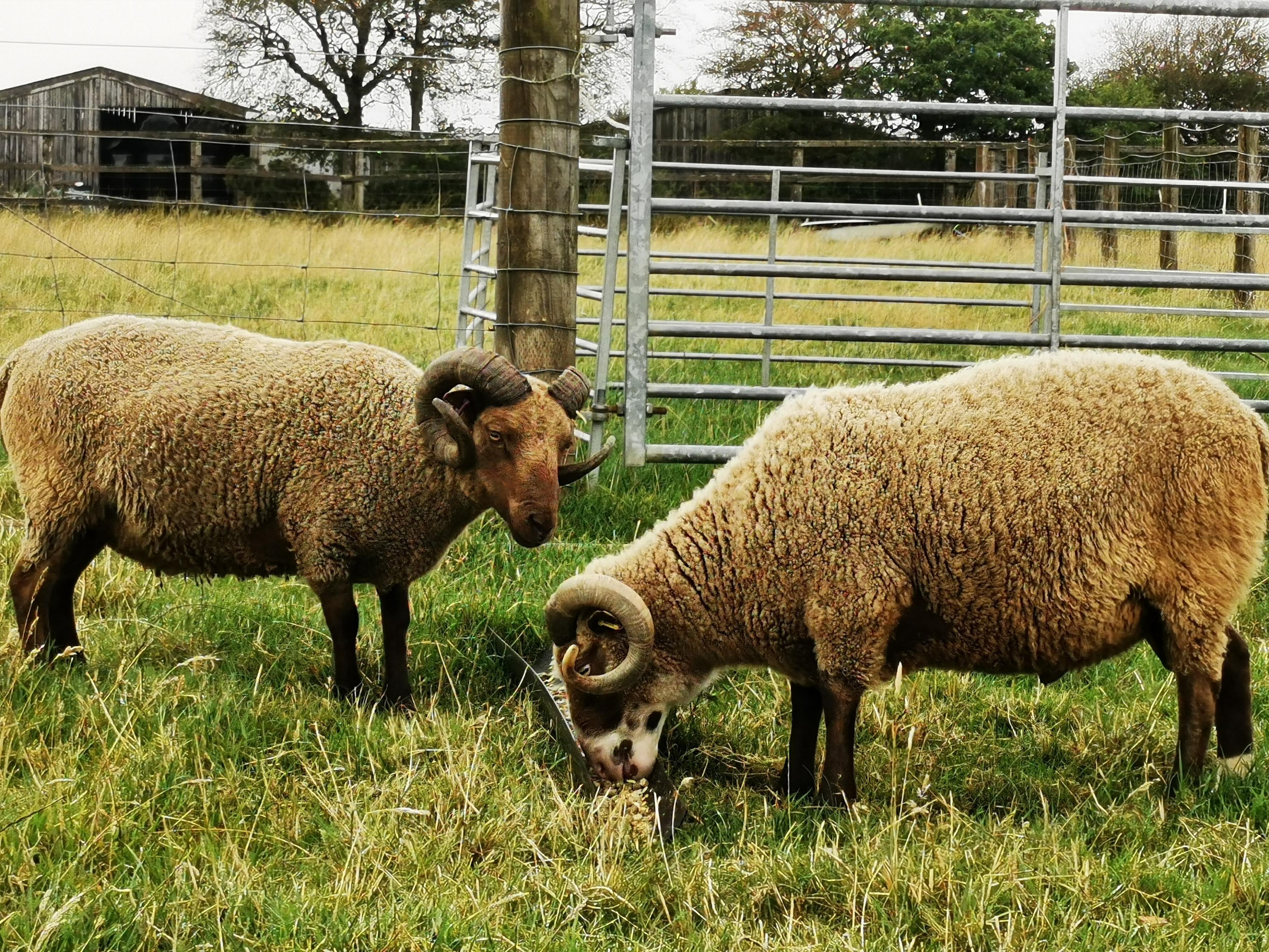 2* proven rams for sale image 2