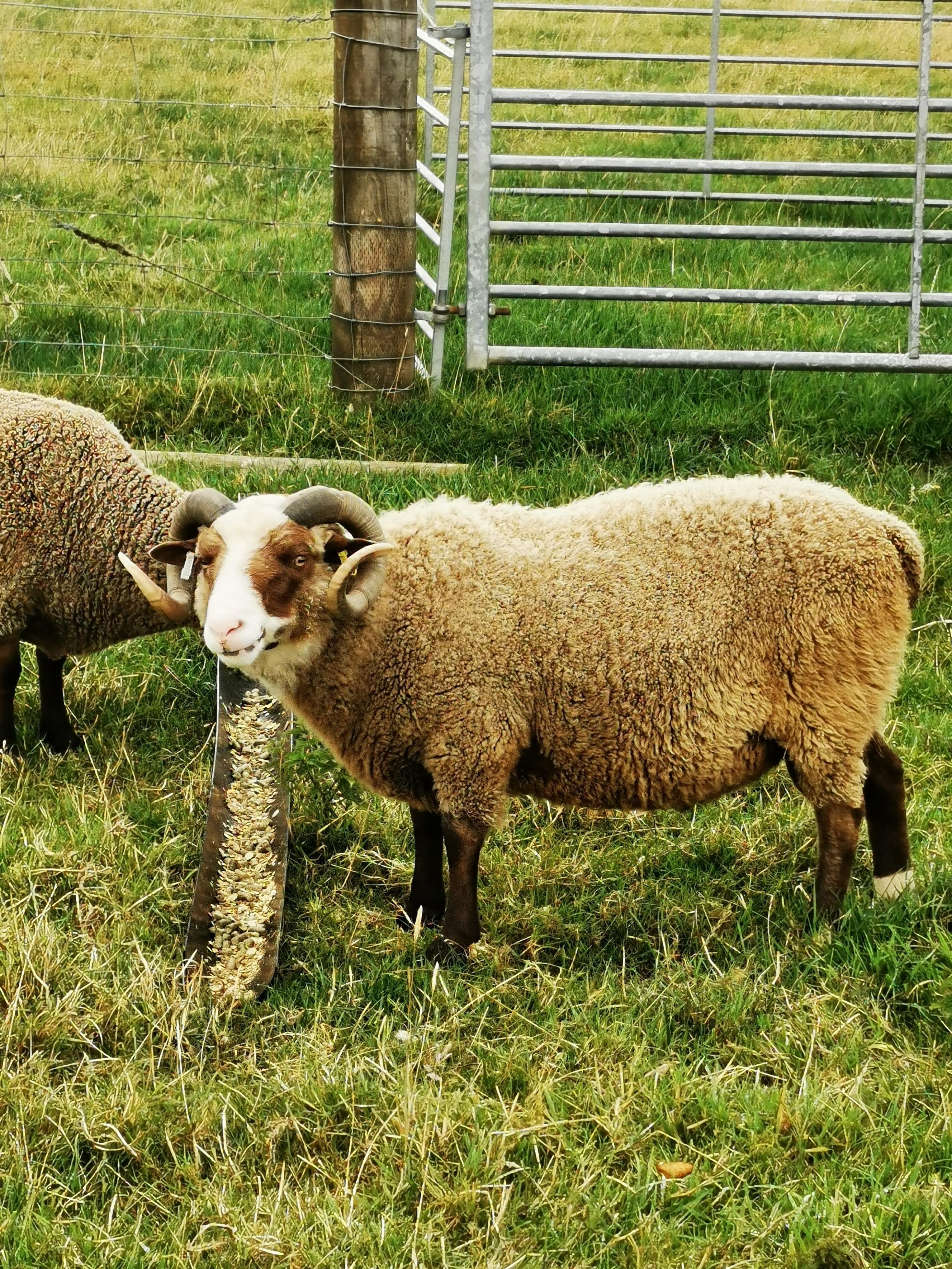2* proven rams for sale | Shetland Sheep Society