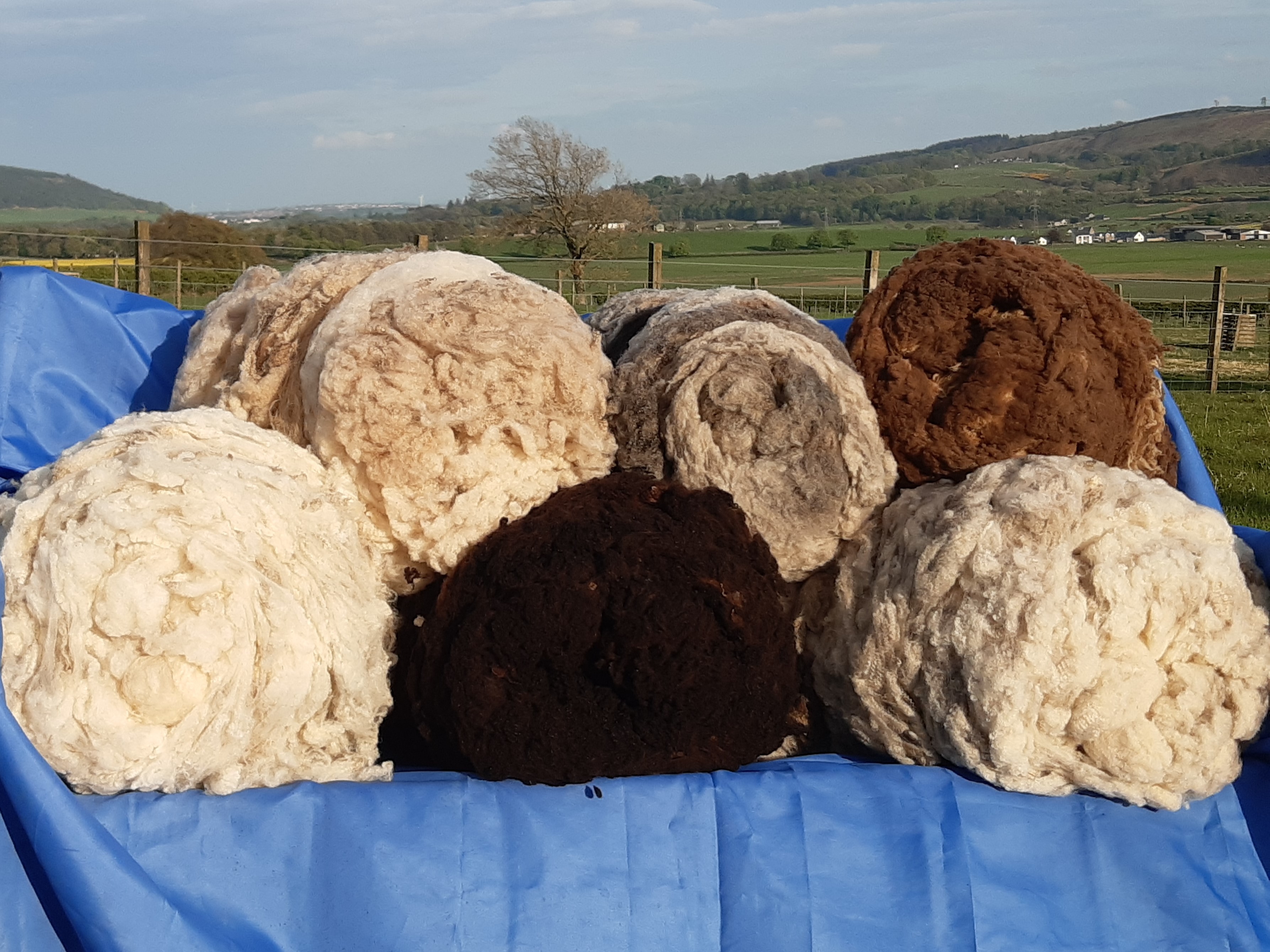 Shetland Fleeces from the award winning 