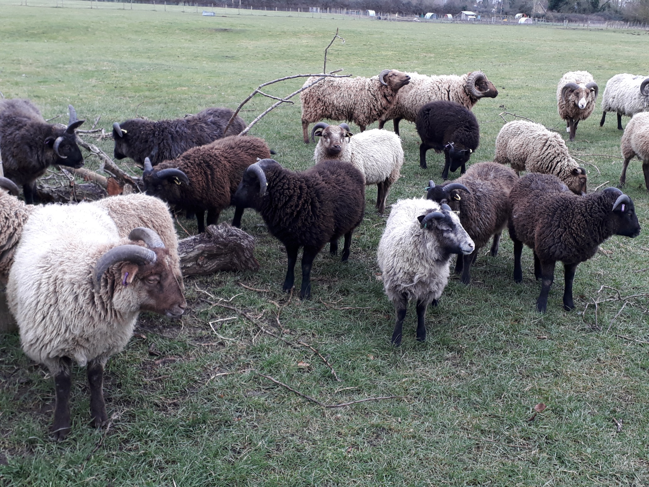 Shetland lambs for sale image 1