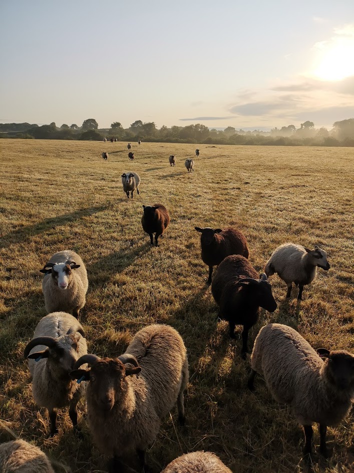 Registered Shetland ewes for sale image 1