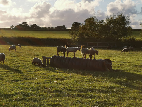 Registered Shetland ewes for sale image 2