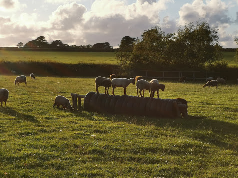 Registered Shetland ewes for sale image 2