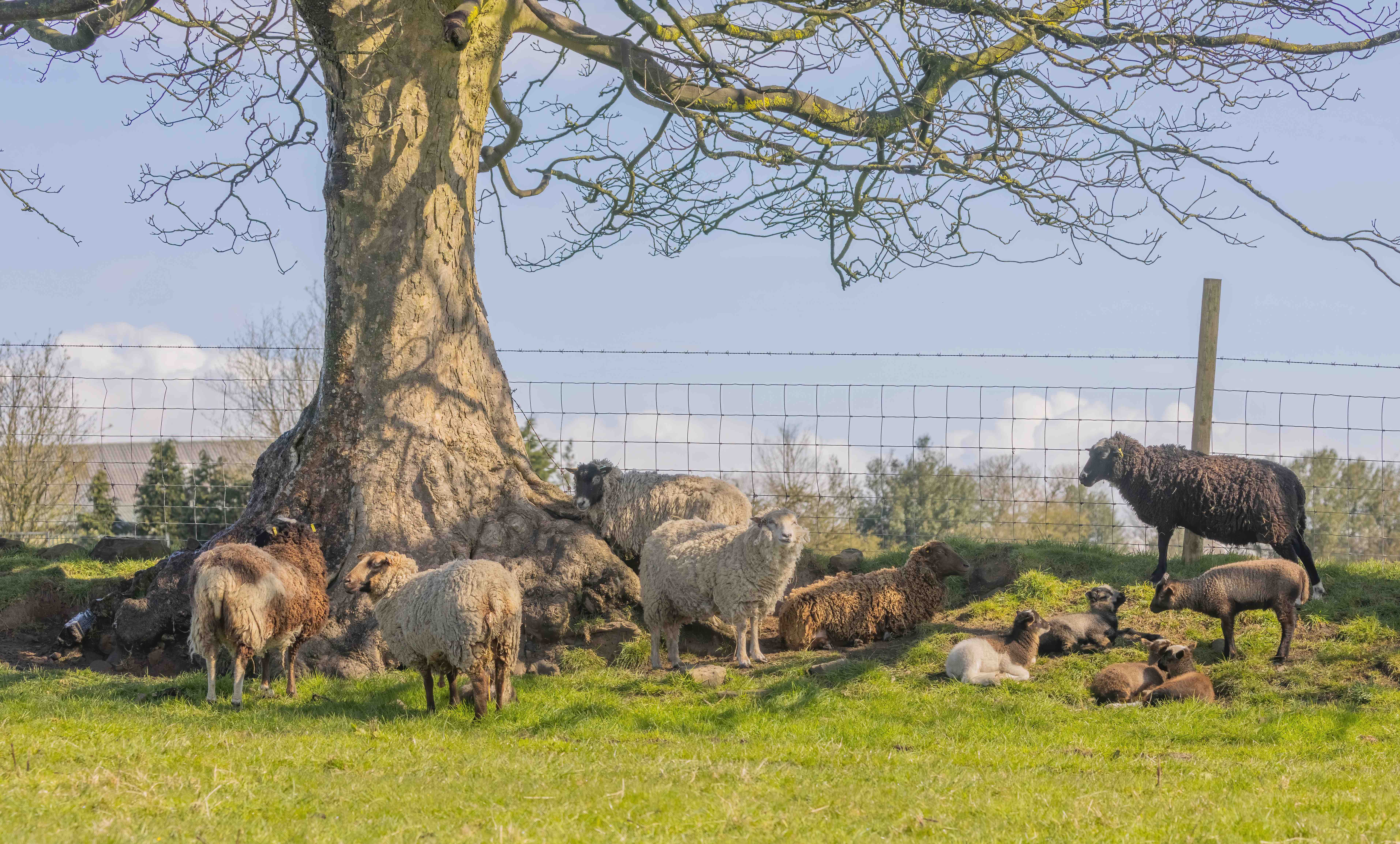 Annaryn Shetland Sheep image 1