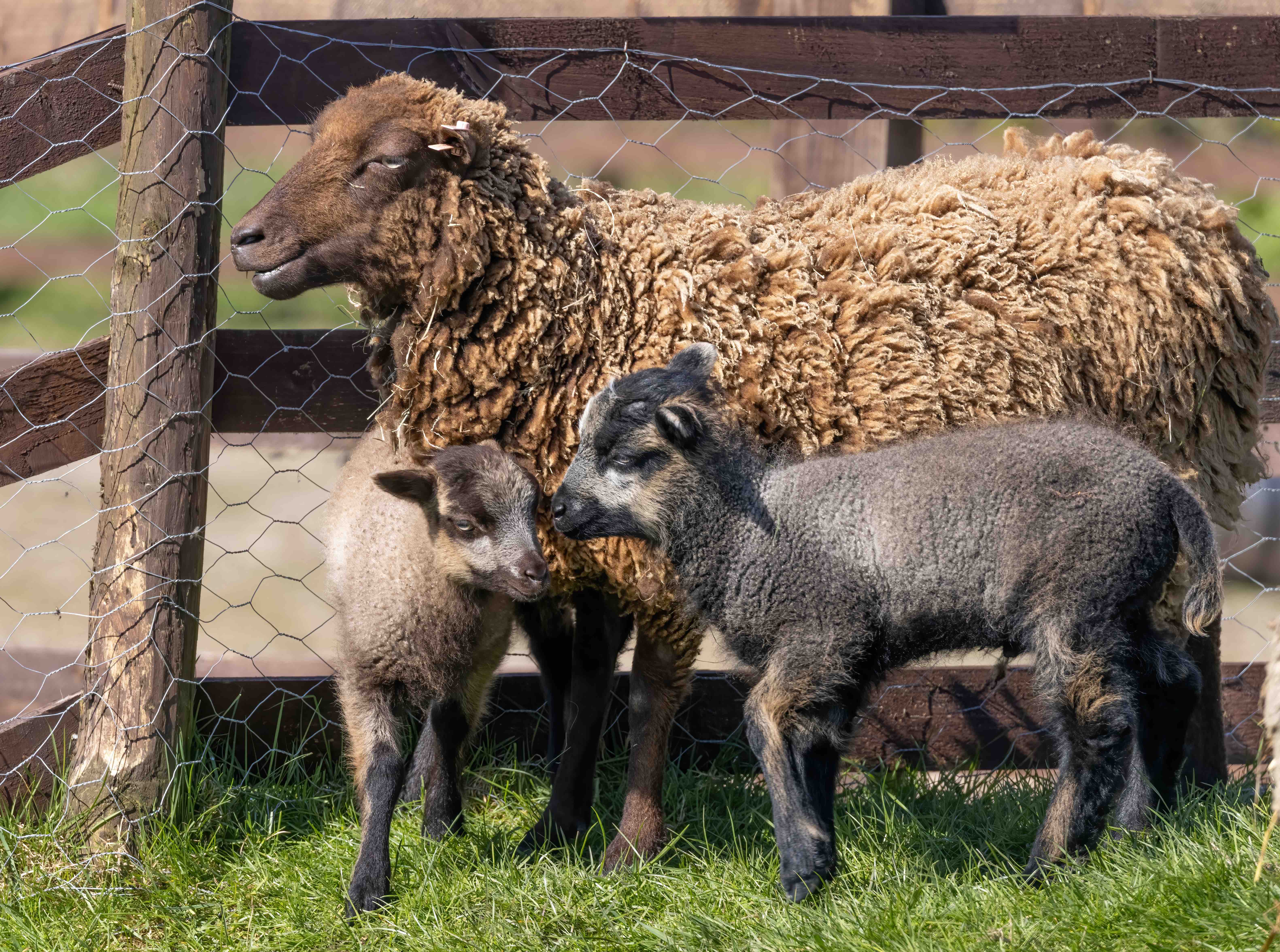 Annaryn Shetland Sheep image 2
