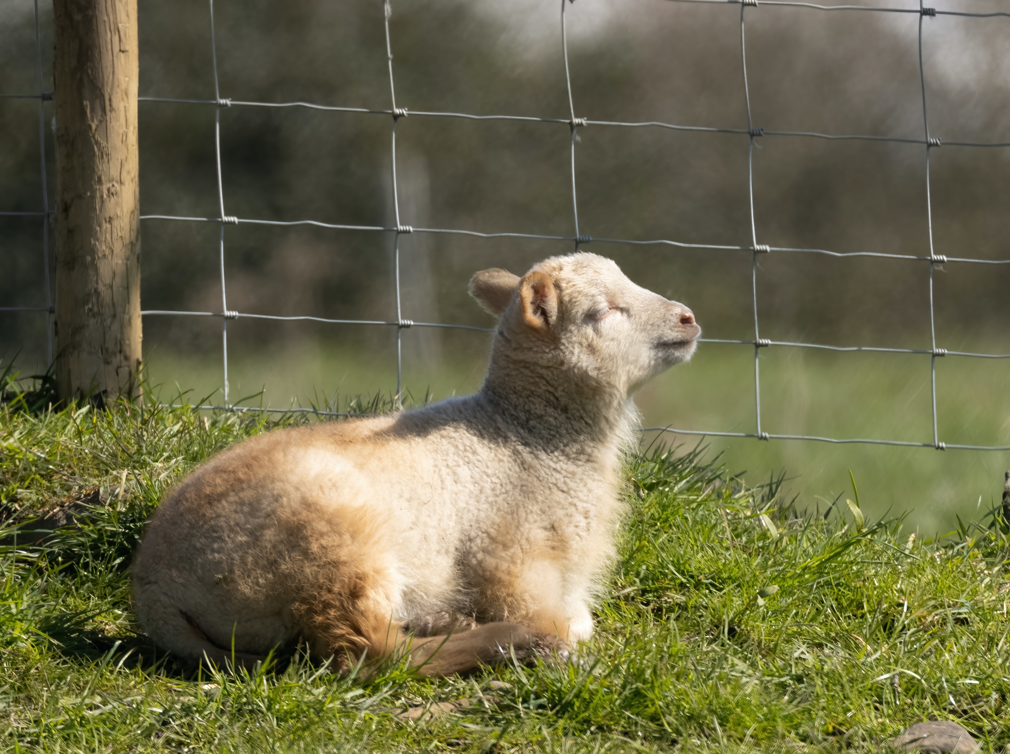Annaryn Shetland Sheep image 3