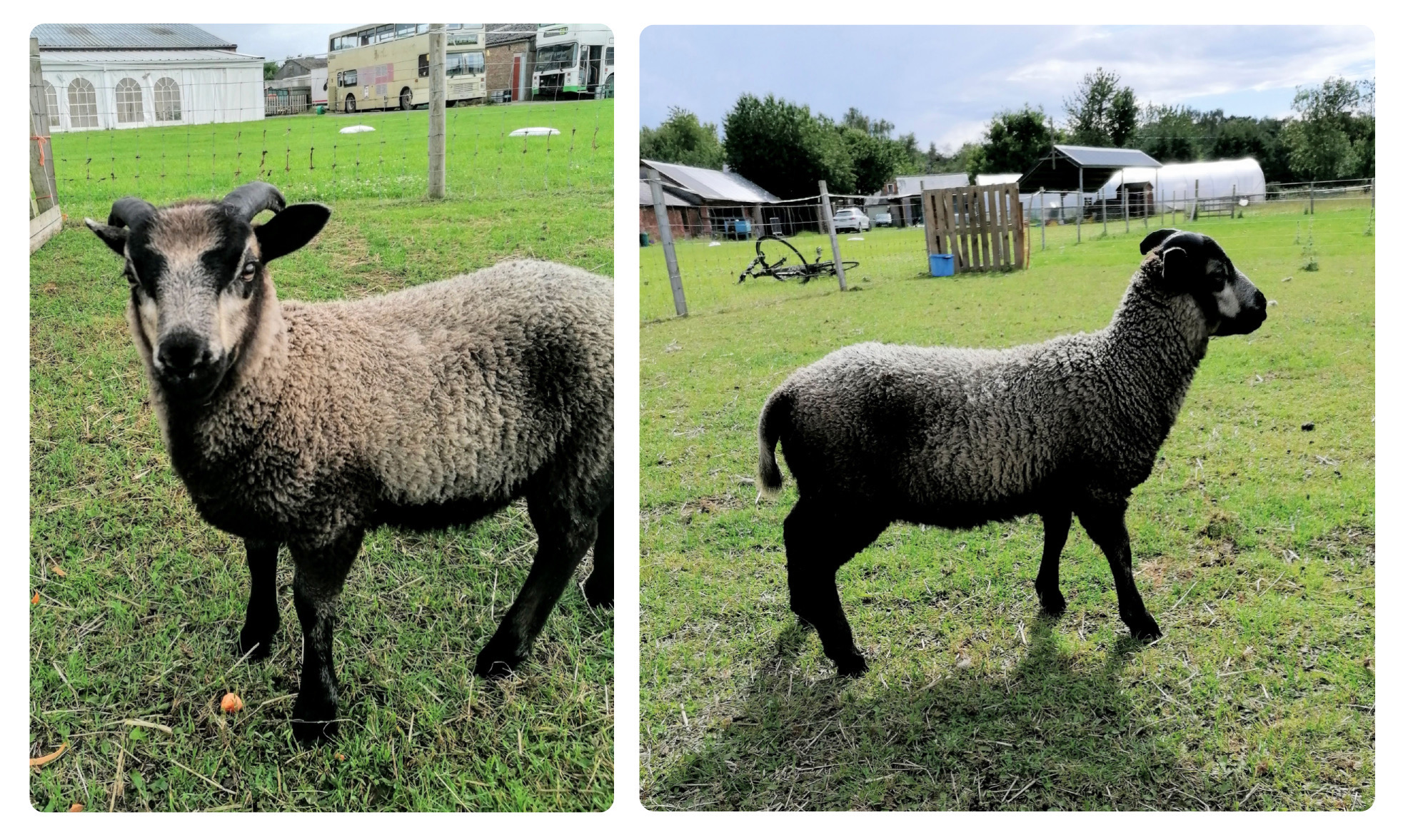 Rosemary Fen Pedigree Flock image 1
