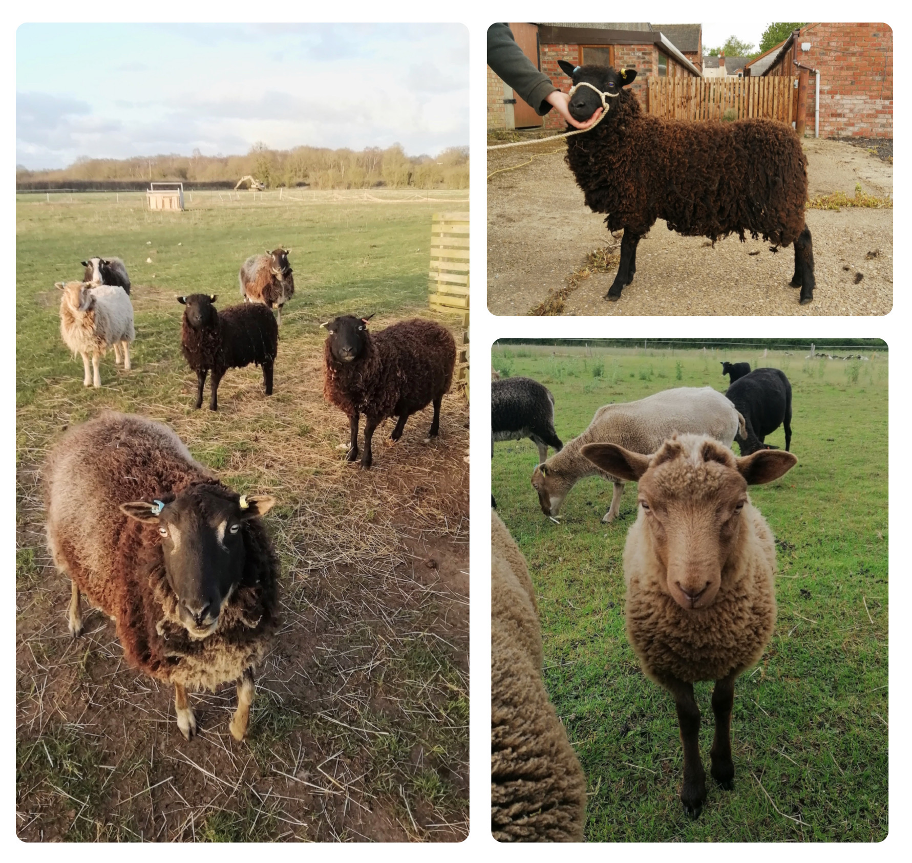 Rosemary Fen Pedigree Flock image 2