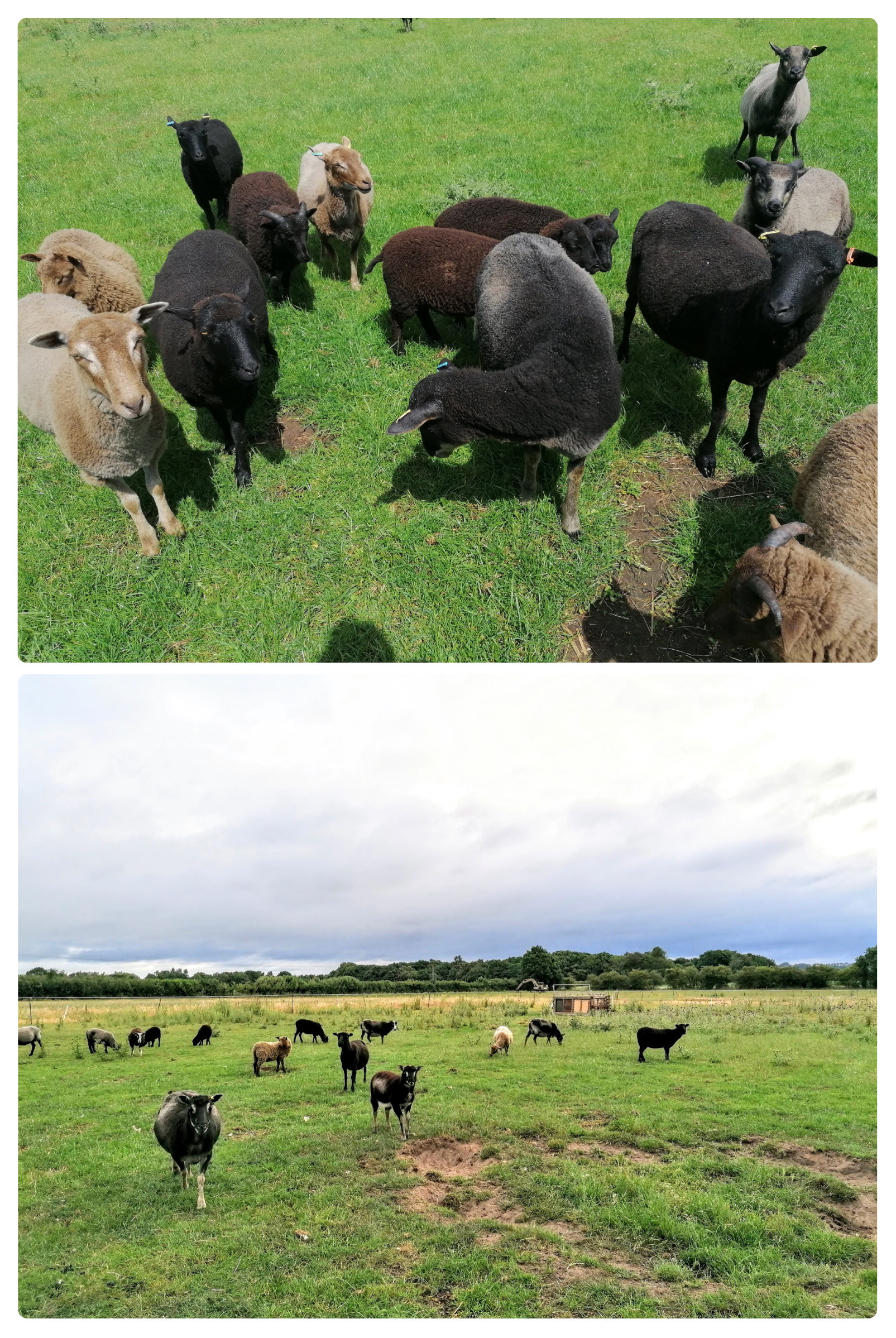Rosemary Fen Pedigree Flock image 3