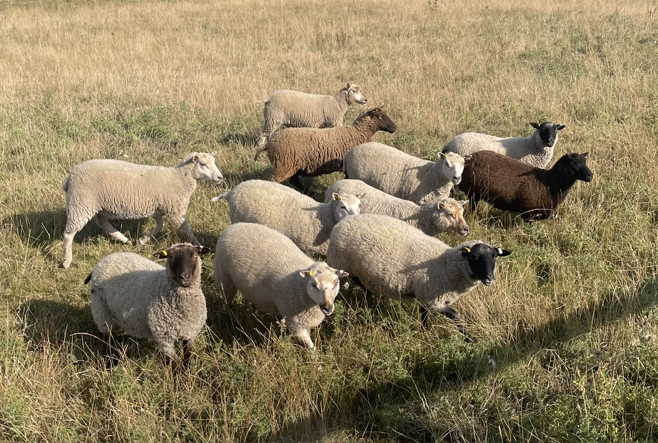 For Sale Shetland Shearling ewes image 1
