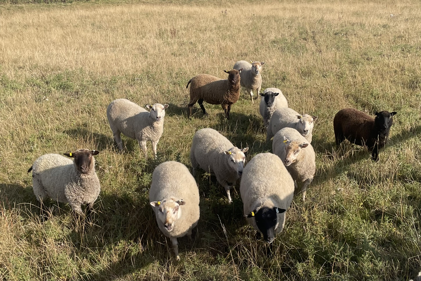 For Sale Shetland Shearling ewes image 2