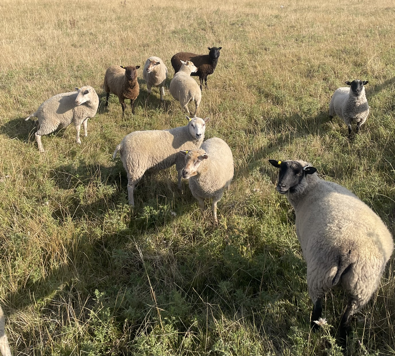 For Sale Shetland Shearling ewes image 3