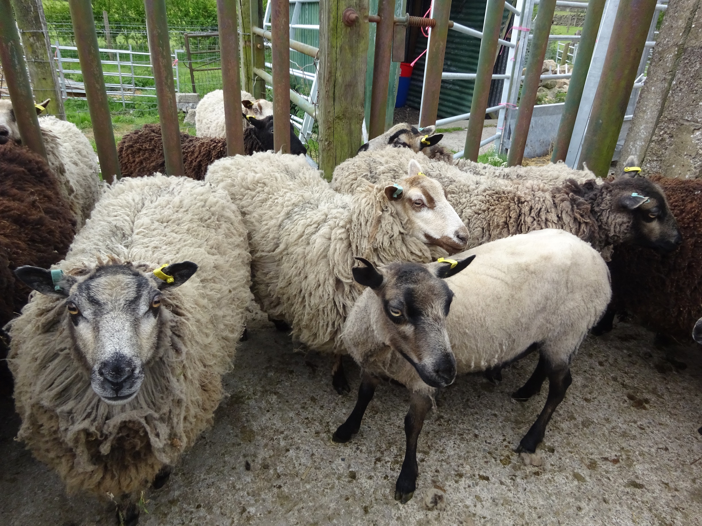 Gimmer ewes and ewes with lambs for sale image 1