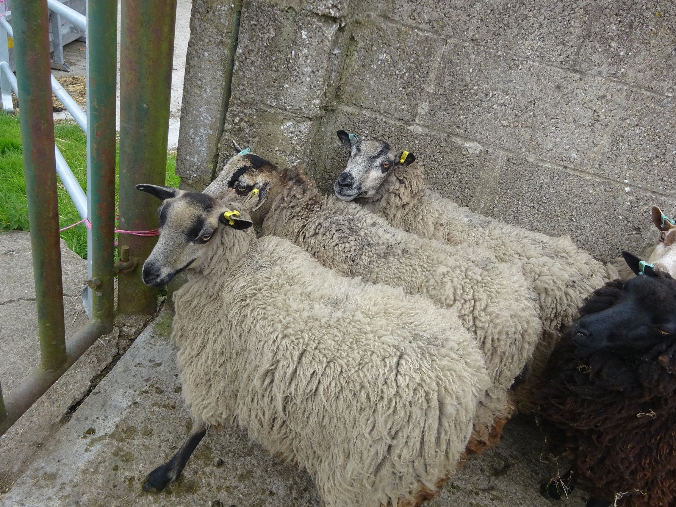 Gimmer ewes and ewes with lambs for sale image 2