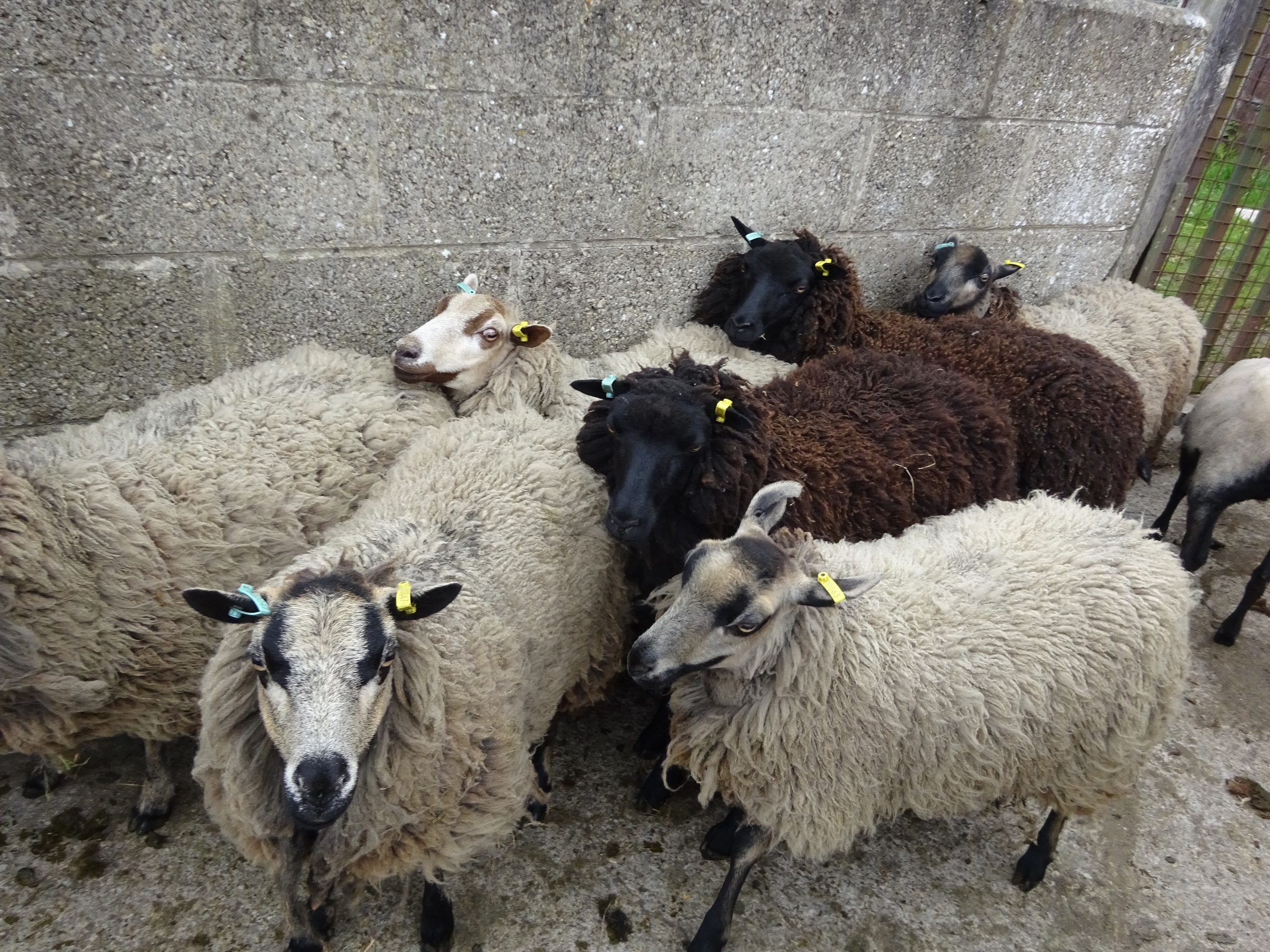 Gimmer ewes and ewes with lambs for sale image 3