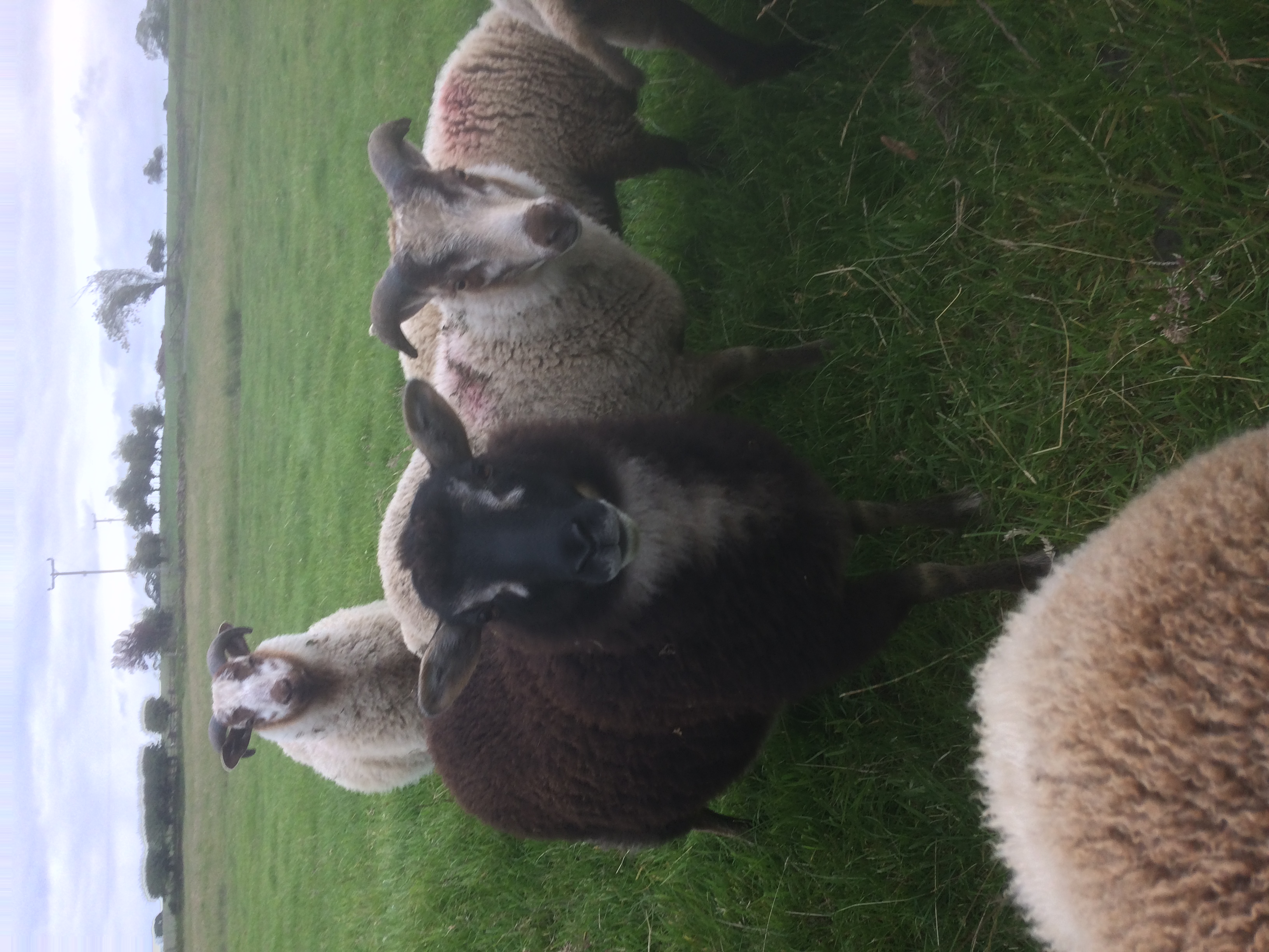Westerheugh flock