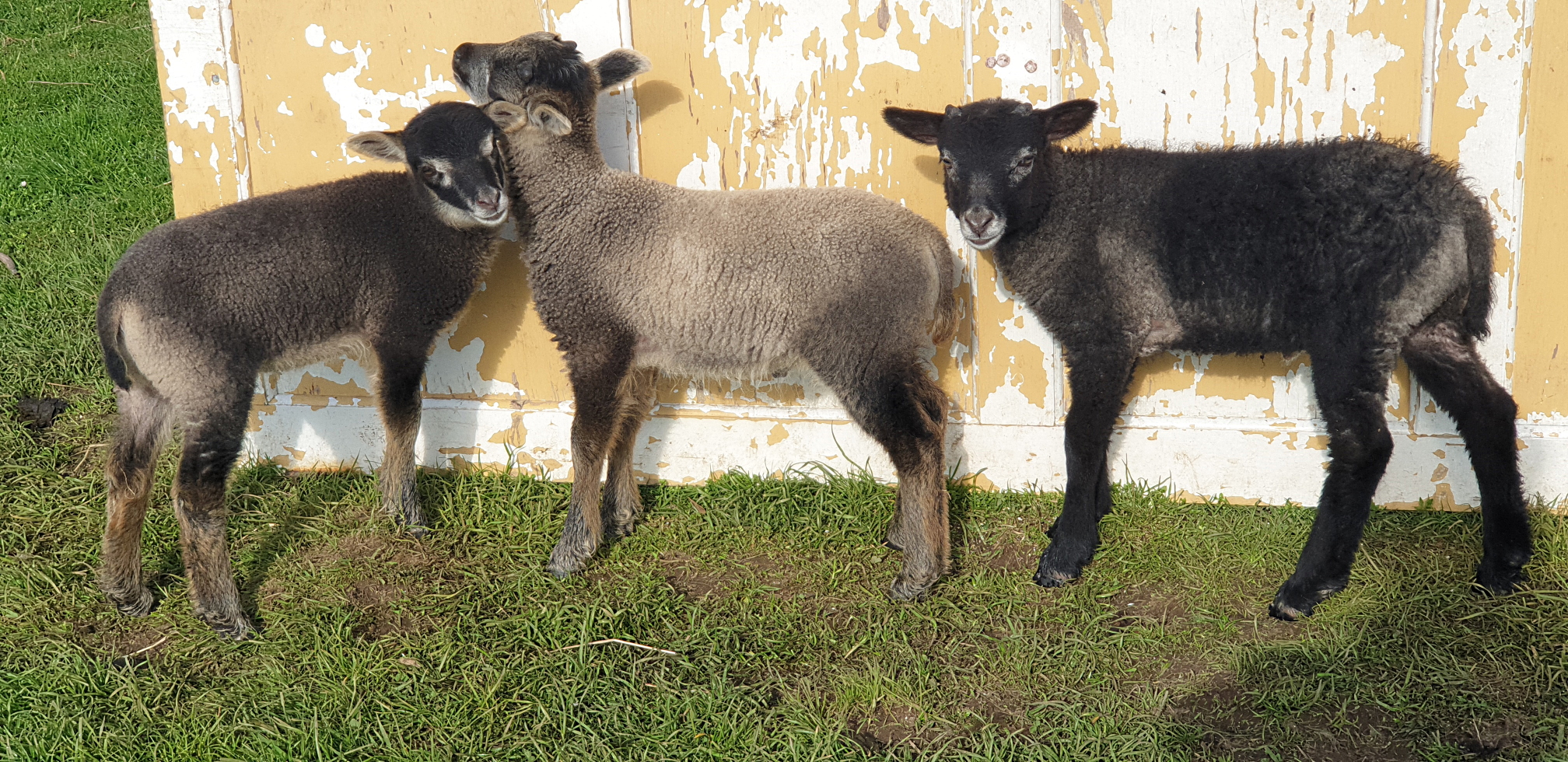 Starter flocks, registered Shetlands and fibre pets image 1