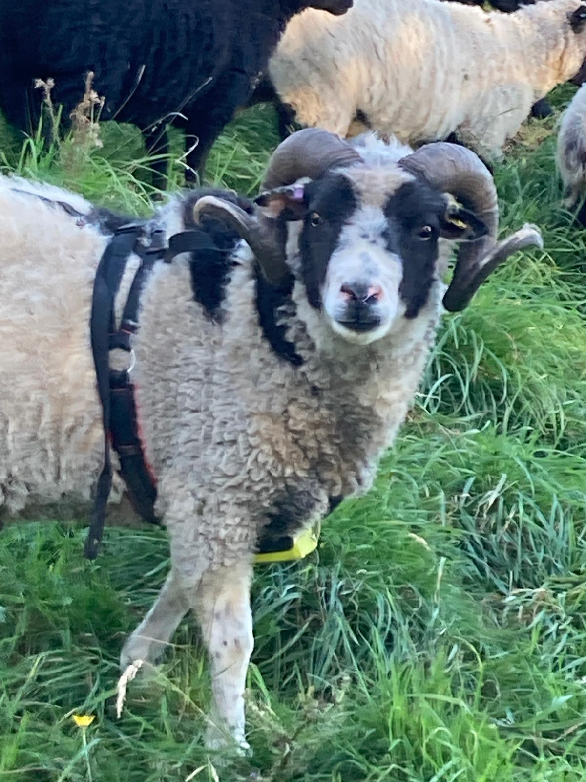 Proven ram for sale image 1