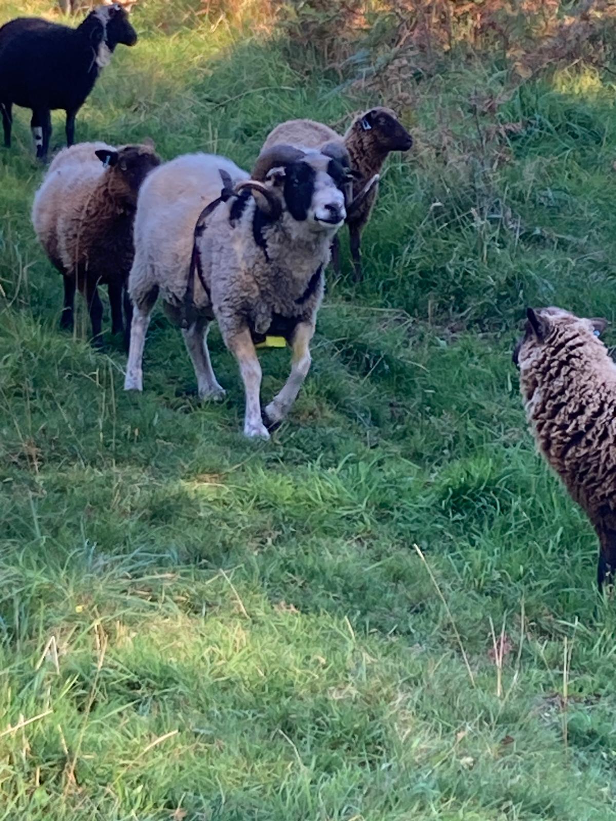 Proven ram for sale image 2
